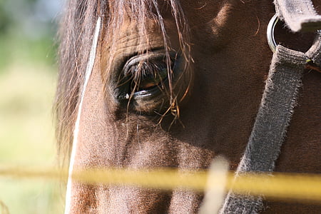 hest, øjne, indenlandske, brun