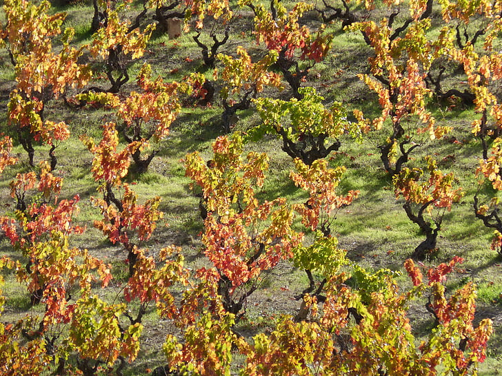 vingård, hösten, röda blad, Priorat