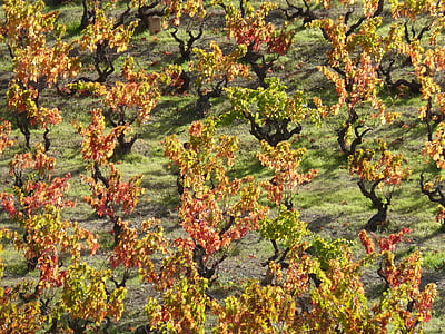 vinice, podzim, červené listy, Priorat