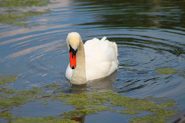swan, idyll, water, nature, animal, noble