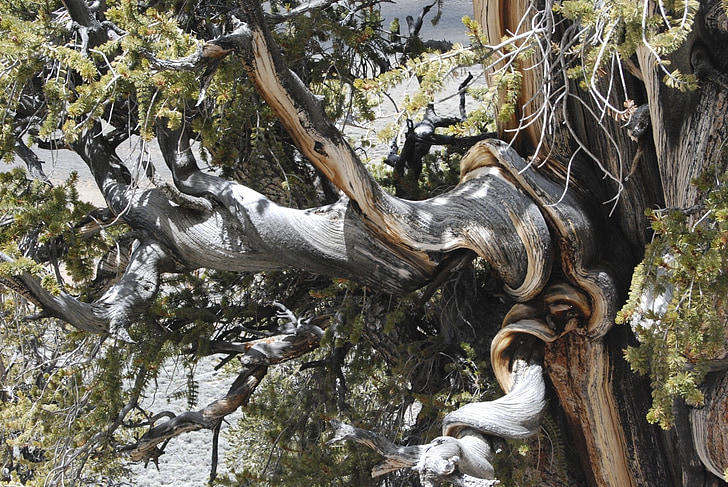 pino de Bristlecone, Sierras, montañas, árbol, naturaleza, antiguo, más antigua