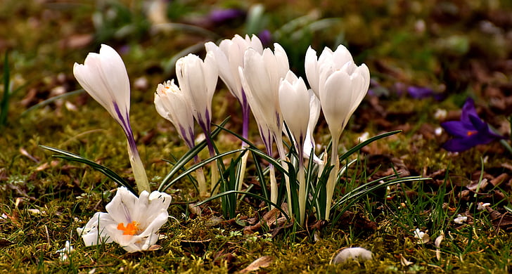 krokas, gėlė, balta, žiedų, žydėti, pavasarį, Gamta