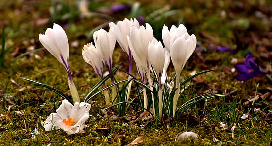 crocus, flower, white, blossom, bloom, spring, nature