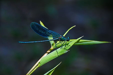 animal, blade of grass, blue, blue-winged demoiselle, close-up, color, colour