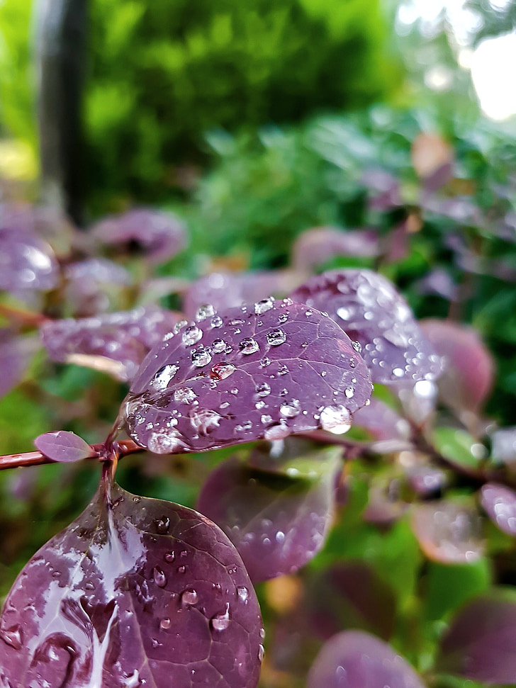 folhas, água, chuva