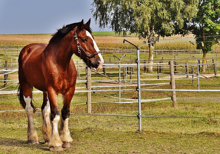 Shire horse, hevonen, Iso hevonen, Ride, reitstall, kytkentä, niitty