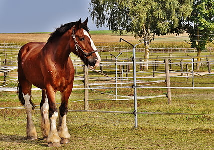 Shire на кон, кон, голям кон, Ride, reitstall, съединител, ливада