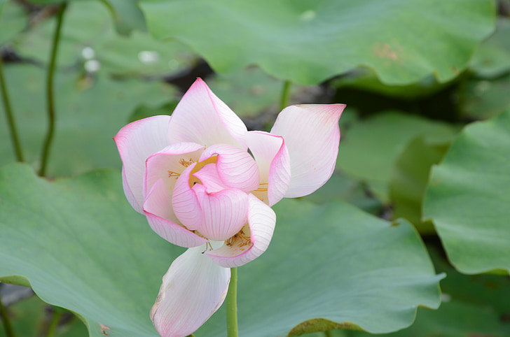 Lotus, õitsev, kunstilise kontseptsiooni, Hiina Tuul