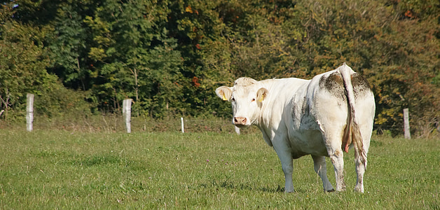 母牛, 动物, 牛, 牧场, 景观, 吃草, 快乐奶牛