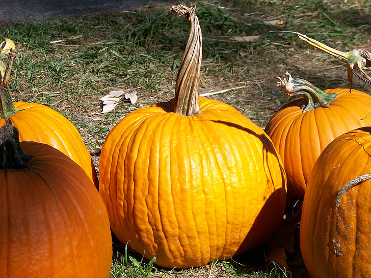 pumpkin, twisted, stem, autumn, fall, halloween