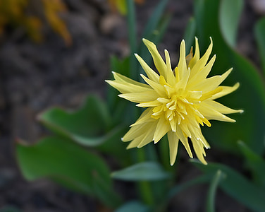 Narcissus, blomma, Blossom, Bloom, gul, gul blomma, vårblomma