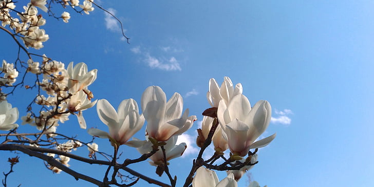 Magnolia, valged lilled, kevadel, loodus, lill, kasvu, taim