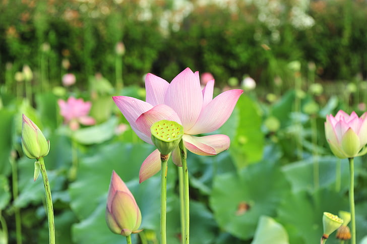 lotus, flowers, pink lotus, flower, green leaf, plant, the pods
