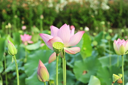 Lotus, virágok, Pink lotus, virág, zöld leveles, növény, a hüvely