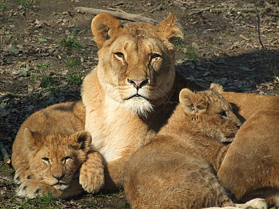 ライオン, ママ, 女性, 動物園, 動物, 大人, 横になっています。