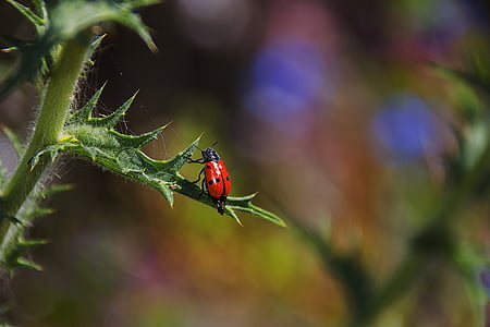 Ladybug, insekt, natur, detaljer, makro, liten, liten