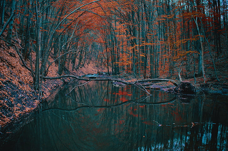podzim, Les, Příroda, řeka, stromy, voda, reflexe