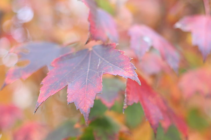 Leaf, daba, koks, atstāj, kritums, sezonas, rudens