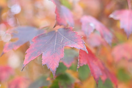 Leaf, naturen, träd, lämnar, faller, säsong, hösten