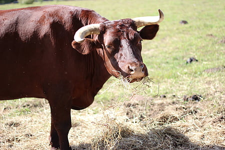 бык, животное, трава, за пределами, коричневый, сельских районах, Сельское хозяйство