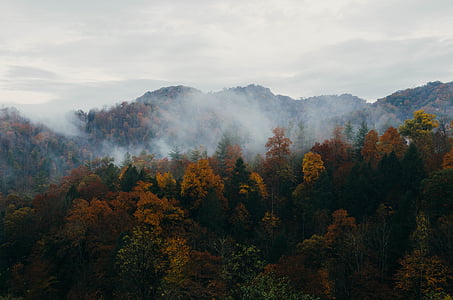 Jesenná krajina, zamračené, Príroda, jeseň, zeleň, zažltnuté, ohromujúci