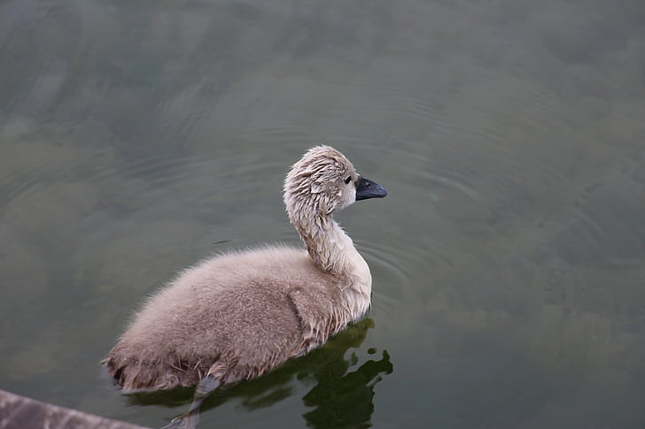 cygnet, animals, bird, young, mute swan, wet, nature