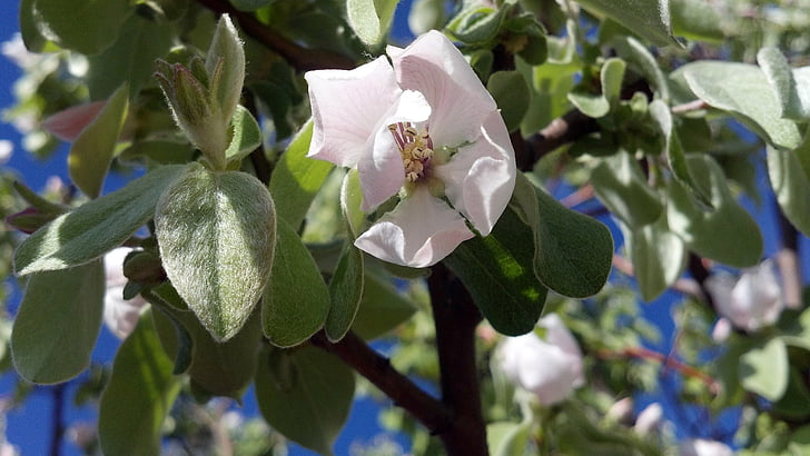 flower, quince, spring, plant, fruit, quince blossom, quince blossom macro