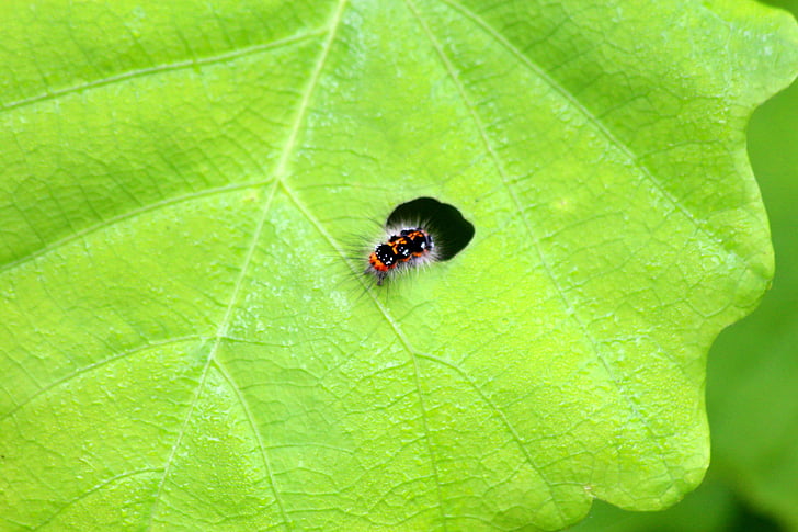 Caterpillar, comer, Nibbles, hoja de, hoja verde, planta, Closeup