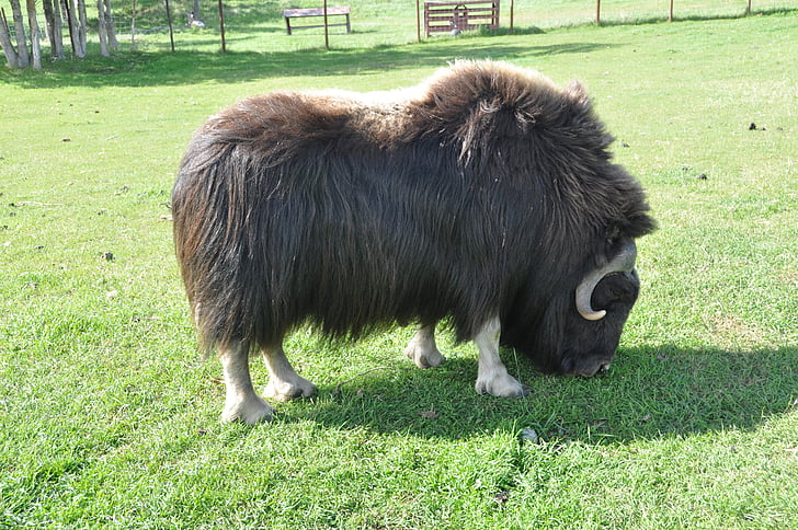 bò rừng bizon, động vật, động vật có vú, động vật hoang dã, hoofed