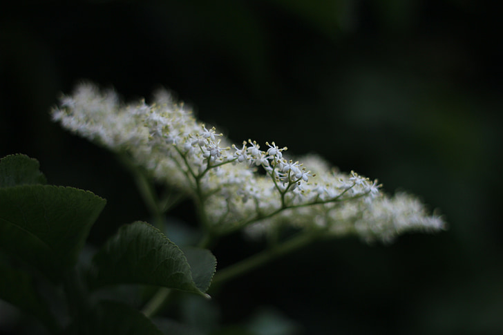 бяло, нежност, цвете, Градина