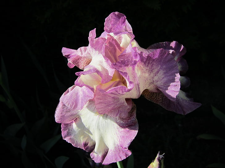 Iris, Cape cod, virágos, növény, természetes, Blossom, Bloom