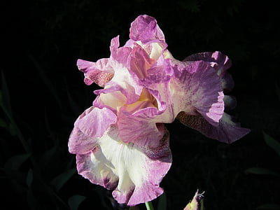 Iris, Cape cod, õie, taim, looduslik, õis, Bloom