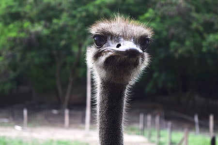 ostrich, peak, ave, eye, ostrich looking, animal, long neck