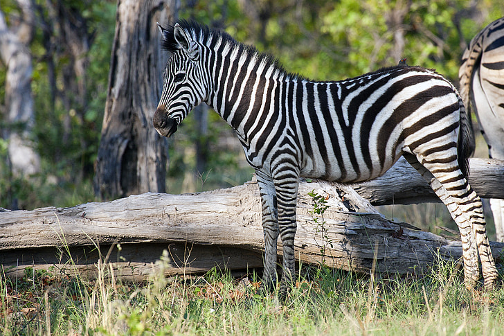 Zebra, África, vida selvagem, Botswana