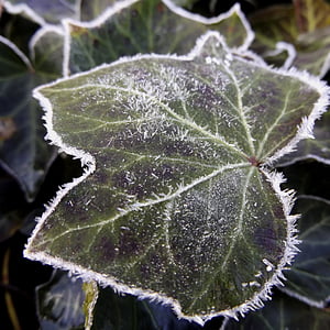 leaf, hoarfrost, frozen, nature, cold, autumn, winter