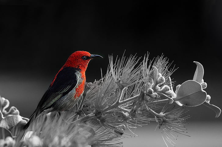 ptica, rdeča, črno-belo, Uprskati barve