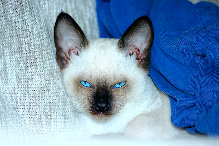 SIAMESISK katter, Blue eyed, scowl, Långörad