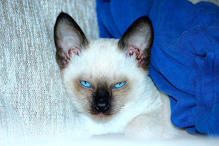 Sziámi macskák, kék szemű, mogorva, füles