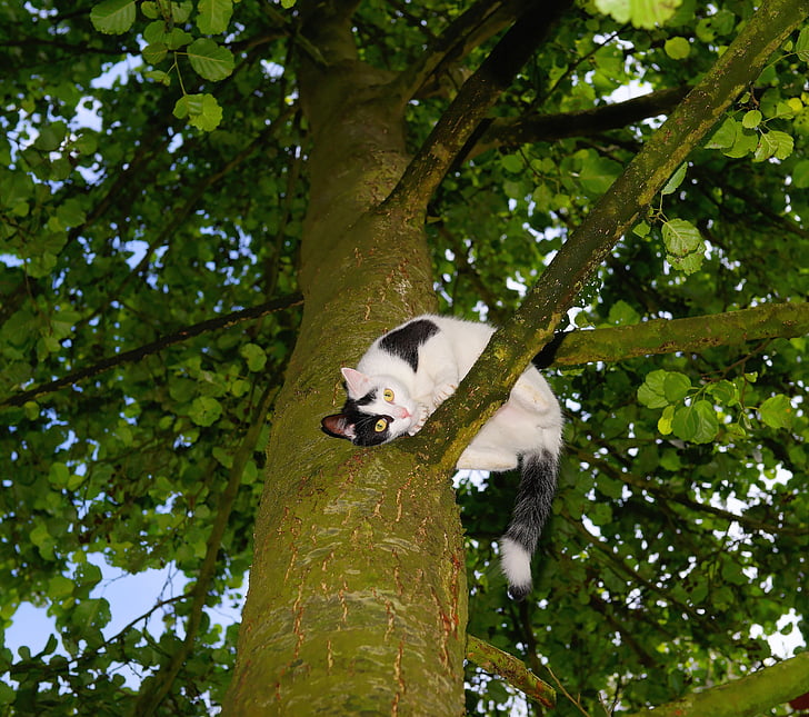 mačka, drevo, vzpon, mladiči urha klicati, pet, narave, mačka v drevo