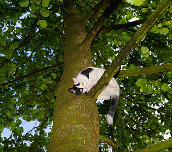 kedi, ağaç, tırmanış, Genç kedi, evde beslenen hayvan, doğa, ağaçta kedi