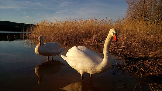 swans, the grajera, logroño, marsh, nature, sunset, bird