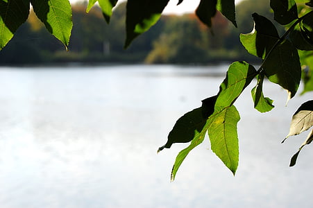Lago, acqua, albero, foglie, Gelsenkirchen, Lago di Berger, foglia