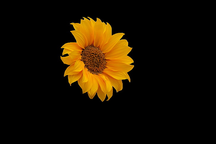 flower, sunflower, flora, petal, yellow, nature, plant