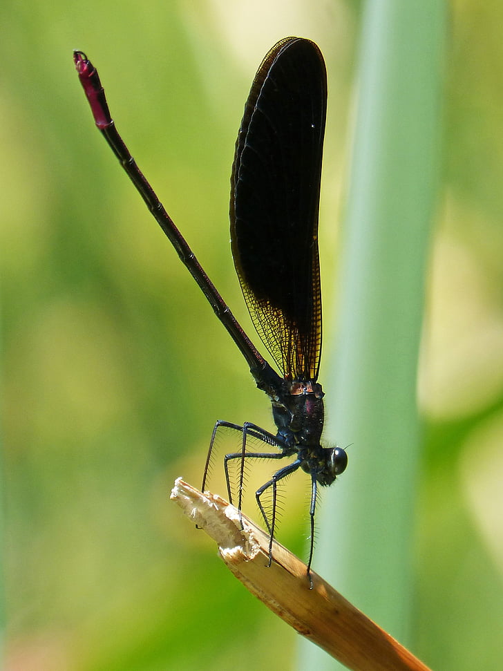 잠자리, 검은 잠자리, calopteryx haemorrhoidalis, 날개 달린된 곤충, 무지개 빛깔