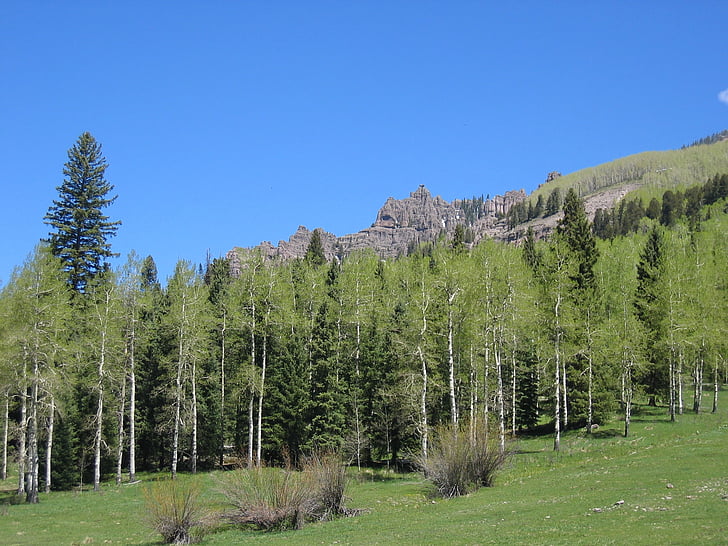 Aspen, träd, bergen, skogen, Colorado, Woods, landskap