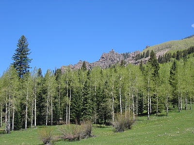 Aspen, puut, vuoret, Metsä, Colorado, Woods, maisema