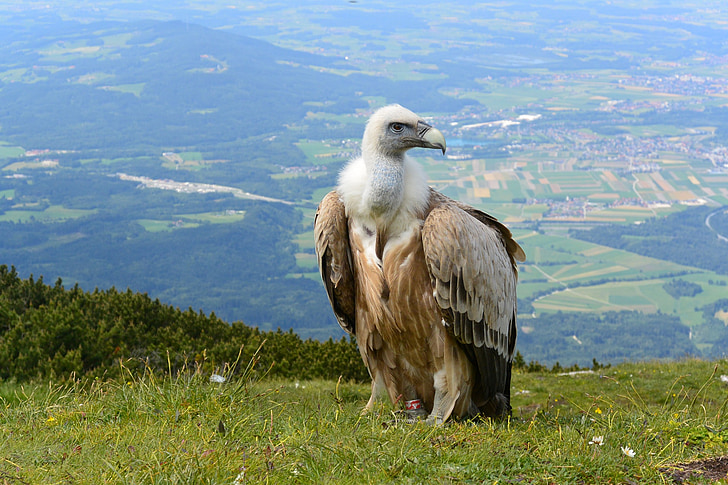 vulture, salzburg, austria, unterberg, alpine, mountain