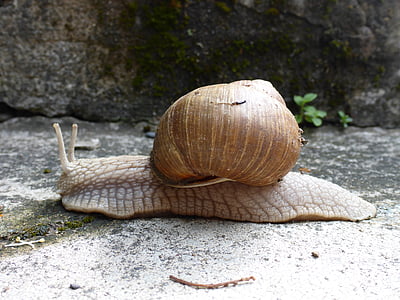 snail, animal, shell, slowly, garden, nature