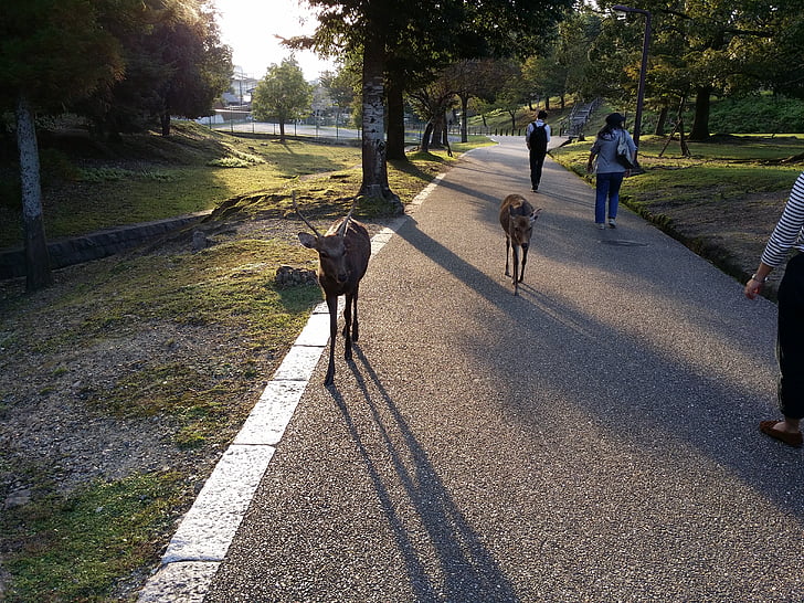 Japón, Nara, Parque, ciervo