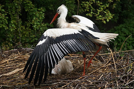 Stork, vit stork, regn, rasen, fjäder, Lüneburg, fågel